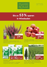 Pflanzen Kölle Prospekt für Hattersheim mit 4 Seiten Pflanzen Kölle Prospekt "Bis zu 53% sparen in Wiesbaden" für Hattersheim, 4 Seiten, 05.10.2026 - 11.10.2026