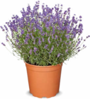 Aktuelle Pflanzen Angebote bei Netto Marken-Discount in Hannover Aktuelles Lavendel Angebot bei Netto Marken-Discount in Hannover ab 7,99 €