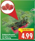 Erdbeerpflanzen im aktuellen E center Prospekt