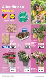 Aktueller Lidl Prospekt mit Chrysantheme, "LIDL LOHNT SICH", Seite 21