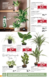 Dehner Garten-Center Palme im Prospekt 