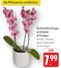 Schmetterlingsorchidee 2-Trieber Angebote bei E center Heilbronn für 7,99 €