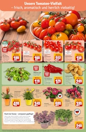 Ähnliche Weihnachtsstern Angebote im Prospekt "Dein Markt" von REWE in Sankt Augustin Ähnliche Angebote wie Weihnachtsstern im Prospekt "Dein Markt" auf Seite 7 von REWE in Sankt Augustin