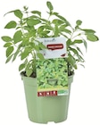 Botanic Villeurbanne - Promo Collection de basilics bio Promo Collection de basilics bio à 3,89 € dans le catalogue Botanic à Villeurbanne