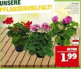 Aktuelles Geranie Angebot bei Marktkauf in Erlangen ab 1,99 €