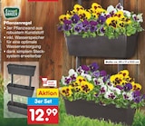 Pflanzenregal bei Netto Marken-Discount im Issum Prospekt für 12,99 €