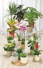 Plantes Vertes dans le catalogue Hyper U
