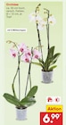 Aktuelle Orchidee Angebote bei Netto Marken-Discount in Düsseldorf Aktuelles Orchidee Angebot bei Netto Marken-Discount in Düsseldorf ab 6,99 €