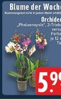 Aktuelle Zimmerpflanzen Angebote bei E center in Duisburg Aktuelles Orchidee Angebot bei E center in Duisburg ab 5,99 €
