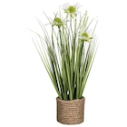 Kunstpflanze Angebote bei POCO Dresden für 9,99 €