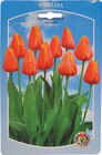 Aktuelles Kleinnetz Tulpen Angebot bei Wreesmann in Bremerhaven ab 1,99 €