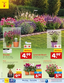 Pflanzen im aktuellen Netto Marken-Discount Prospekt (Hagen (Stadt der FernUniversität)) Pflanzen im Netto Marken-Discount Prospekt "Aktuelle Angebote" mit 63 Seiten (Hagen (Stadt der FernUniversität))