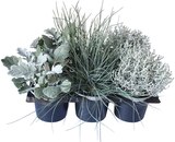 Strukturpflanzen-Mix Silver Surfer Angebote bei REWE Hanau für 5,99 €
