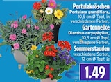 Portulakröschen Angebote bei EDEKA Gießen für 1,49 €