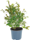 PLANT DE MYRTILLE - GARDENLINE - Aldi à Grenoble PLANT DE MYRTILLE - GARDENLINE en promo chez Aldi Grenoble à 3,99 €