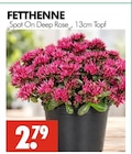 Fetthenne im Angebot bei Wreesmann in Stendal Fetthenne Angebote bei Wreesmann Stendal für 2,79 €