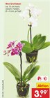 Mini Orchideen im Angebot bei Netto Marken-Discount in Hagen Mini Orchideen Angebote bei Netto Marken-Discount Hagen für 3,99 €