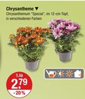 Chrysanthemum 'Special' im Angebot bei V-Markt in Regensburg Chrysanthemum 'Special' Angebote bei V-Markt Regensburg für 2,79 €