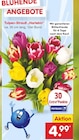 Aktuelles Tulpen-Strauß "Harlekin" Angebot bei Netto Marken-Discount in Potsdam ab 4,99 €