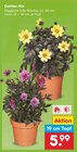 Aktuelle Blumen Angebote bei Netto Marken-Discount in Remscheid Aktuelles Dahlien Mix Angebot bei Netto Marken-Discount in Remscheid ab 5,99 €