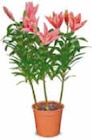 Netto Marken-Discount - Lilien Angebot im Prospekt Lilien bei Netto Marken-Discount im Prospekt "" für 2,99 €