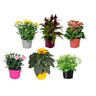 Plante fleurie en promo à 2,99 € chez Carrefour Plante fleurie dans le catalogue Carrefour