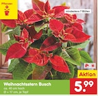 Weihnachtsstern Busch im Angebot bei Netto Marken-Discount in Lörrach Weihnachtsstern Busch Angebote bei Netto Marken-Discount Lörrach für 5,99 €