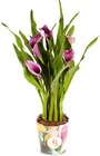 Calla im Angebot bei Netto Marken-Discount in Ulm Calla Angebote bei Netto Marken-Discount Ulm für 4,99 €