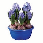 Hyazinthen für 3,99 € bei Lidl im Angebot Hyazinthen im aktuellen Lidl Prospekt