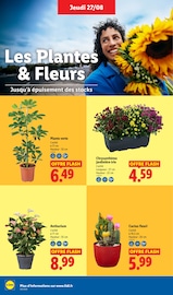 Promos Plante Verte dans le catalogue "La rentrée des économies" de Lidl Plante Verte en promo dans le catalogue Lidl à la page 28