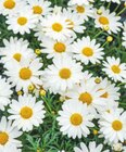 Aktuelle Blumen Angebote bei toom Baumarkt in Bremen Aktuelles Margerite Angebot bei toom Baumarkt in Bremen ab 4,99 €