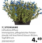 STEINSAME bei Dehner Garten-Center im Neuötting Prospekt für 4,49 €