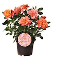 Beetrose 'Sugar Candy Rose'  im aktuellen Hagebaumarkt Prospekt für 14,99 €