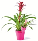 Bromelia mère+fille - Colruyt à Besançon Bromelia mère+fille en promo chez Colruyt Besançon à 13,99 €