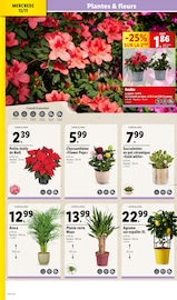 Plantes Angebote im Prospekt "Des fêtes magiques à prix LIDL" von Lidl auf Seite 30