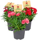 REWE - Gartennelke »Oscar« Angebot im Prospekt Gartennelke »Oscar« bei REWE im Prospekt für 1,99 €