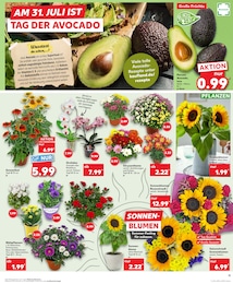 Alpenveilchen Angebot & Preis im aktuellen Kaufland Prospekt Alpenveilchen Angebot im aktuellen Kaufland Prospekt auf Seite 11