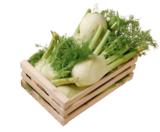 Bio-Fenchel im tegut Prospekt Bio-Fenchel von demeter im aktuellen tegut Prospekt für 1,49 €