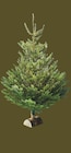 Sapin nordmann 175/200 cm avec bûche offerte à Intermarché Contact dans Bardos