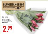 TULPEN Angebote bei Marktkauf Lemgo für 2,99 €