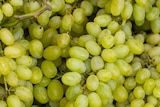 Hmarket - Raisin blanc : offre du catalogue Promo Raisin blanc à 1,79 € dans le catalogue Hmarket ""