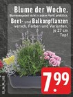 EDEKA - Beet- und Balkonpflanzen Angebot im Prospekt Beet- und Balkonpflanzen bei EDEKA im Prospekt "" für 7,99 €