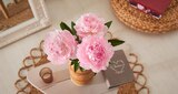 Bouquet de 3 pivoines - Carrefour à Saint-Maur-des-Fossés Bouquet de 3 pivoines en promo chez Carrefour Saint-Maur-des-Fossés à 5,50 €
