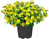 Aktuelle Blumen Angebote bei Penny in Leipzig Aktuelles Husarenknöpfchen Angebot bei Penny in Leipzig ab 1,99 €