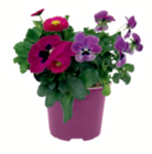 Aktuelle Blumen Angebote bei toom Baumarkt in Rostock Aktuelles Frühlingsmix Angebot bei toom Baumarkt in Rostock ab 3,79 €