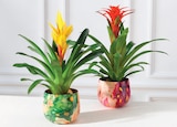 Mixte Bromelias en promo chez Super U Quimper à 12,99 €