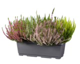 Grande jardinière de calluna multicolore en promo chez Lidl Nantes à 9,99 €