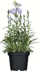 Stauden-Mix im Angebot bei Zimmermann in Gronau Stauden-Mix Angebote bei Zimmermann Gronau für 4,99 €