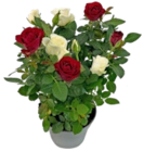 Aktuelle Zimmerpflanzen Angebote bei Kaufland in Hamburg Aktuelles Rosen-Twin Angebot bei Kaufland in Hamburg ab 2,22 €