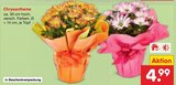 Netto Marken-Discount - Chrysantheme Angebot im Prospekt Chrysantheme bei Netto Marken-Discount im Prospekt "" für 4,99 €